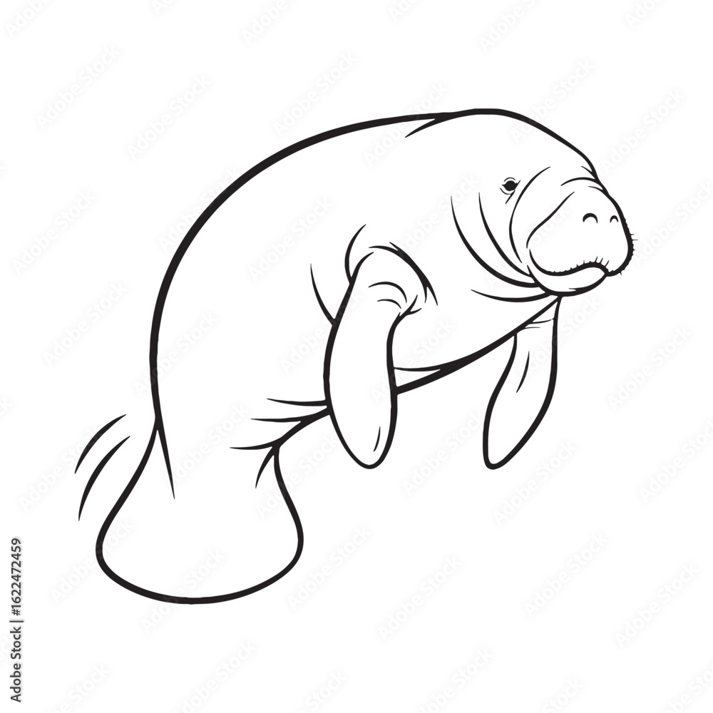 Fototapeta premium Marine Manatee Line Art – Manatee Vector Clean Drawing with Smooth Contours – Manatee Drawing – Vector of Manatee – Manatee Outline