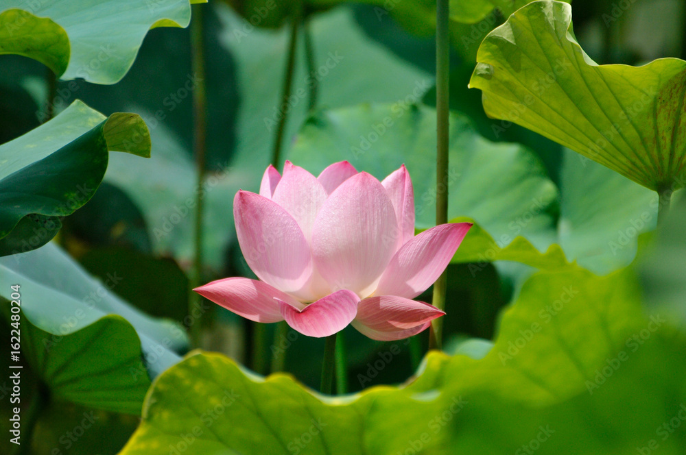 blossoming lotus flowers blossoming lotus flowers