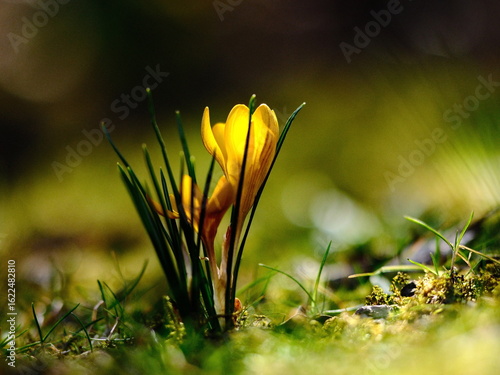 Krokus