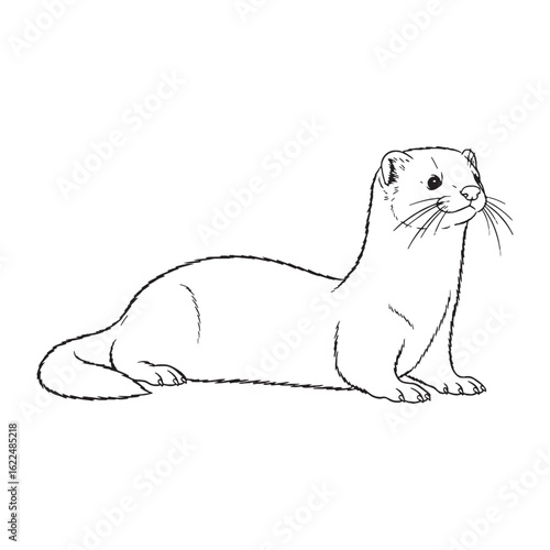 Stylish Mink Line Art – Mink Vector Illustration Sleek Drawing with Clean Wildlife Silhouette – Mink Drawing – Line Art Drawing of Mink – Mink Icon

