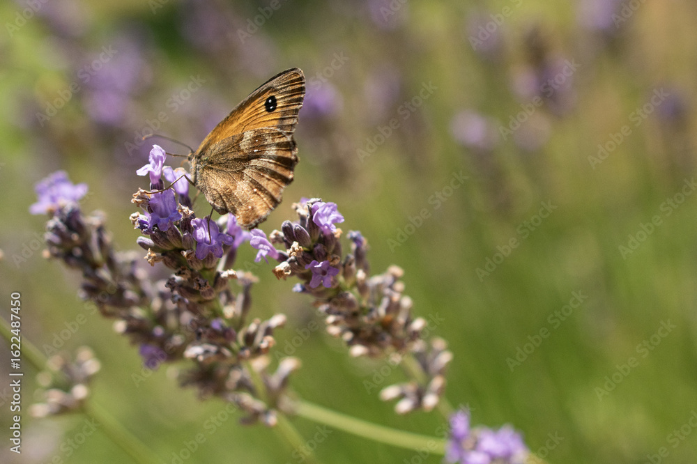 Papillon sur Lavande Papillon sur Lavande