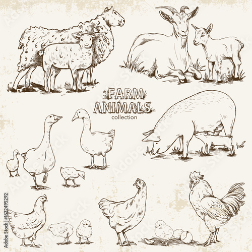 Hand-drawn set in vintage style with farm animals and birds on a light textured background.