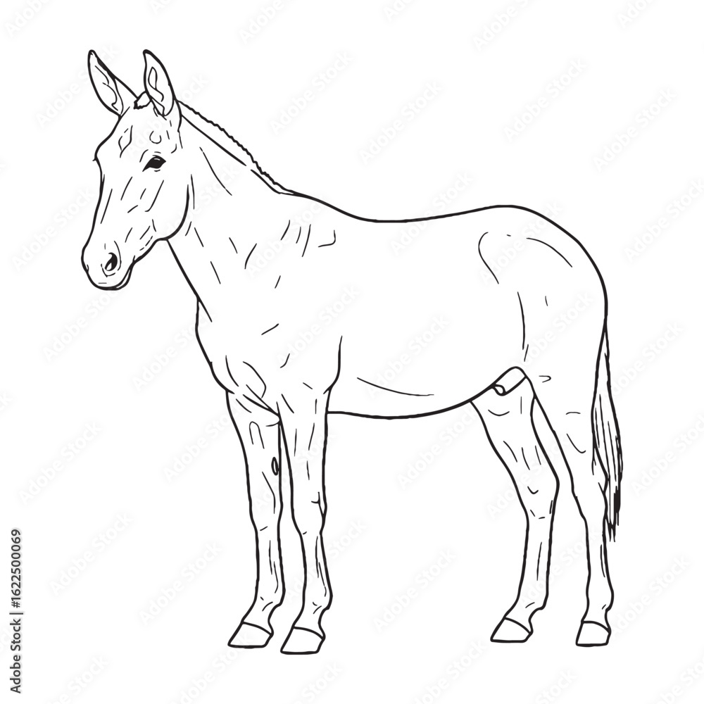 Obraz premium Distinctive Mule Line Art – Mule Vector Fine Drawing with Hybrid Equine Features – Mule Drawing – Vector of Mule – Mule Outline