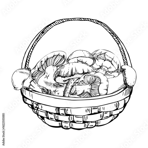 Basket full of picked mushrooms, autumn forest harvest of bolete russula webcap milk-cap fungi, vegan cooking edible raw ingredient. Illustration hand drawn in vector ink. Seasonal menu recipe cards