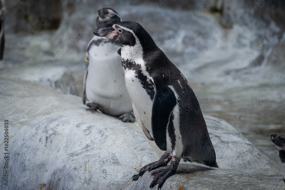 Naklejka premium Penguins Standing on Rocky Terrain Displaying Alertness
