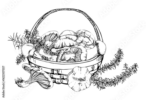 Basket full of picked mushrooms, autumn forest harvest of bolete russula webcap milk-cap fungi with horsetail plant stalks, vegan cooking edible raw ingredient. Illustration hand drawn in vector ink.