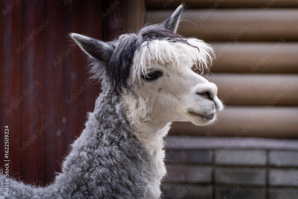 Obraz premium Close-Up of a Fluffy Llama Resting Outdoors