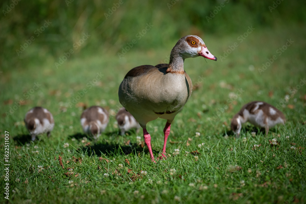 Obraz premium Baby Geese and Mother during springtime