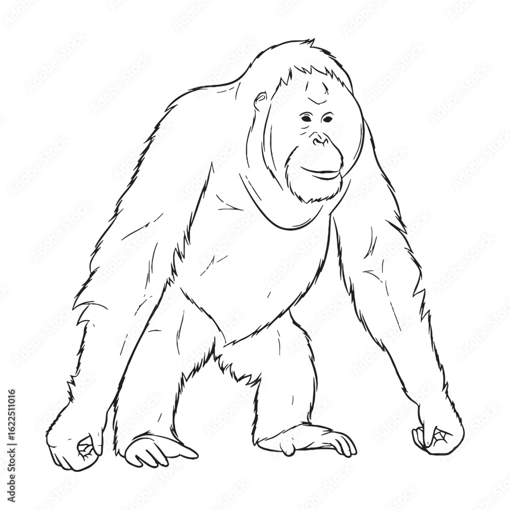 Obraz premium Strong Orangutan Line Art – Orangutan Vector Illustration Premium Drawing with Muscular Arms – Orangutan Drawing – Line Art Drawing of Orangutan – Orangutan Icon