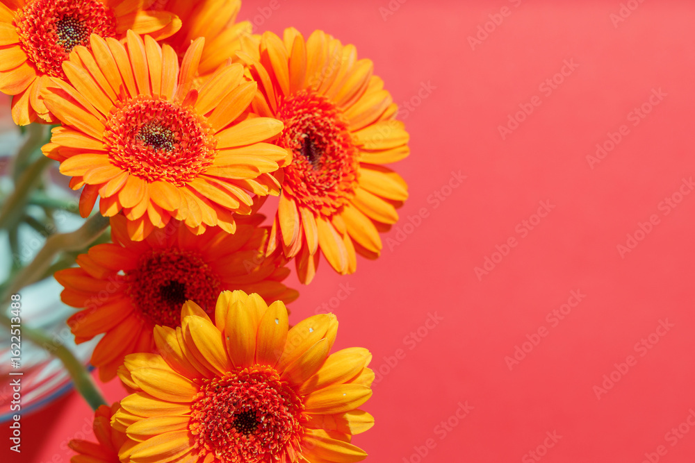 Fototapeta premium Gerbera chrysanthemums on a pink horizontal background with space for text