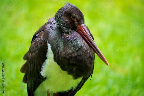 Close-Up of a Black Stork in a Meadow