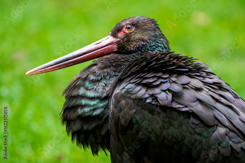 Close-Up of a Black Stork in a Meadow