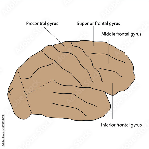 Brain Anatomy Precentral, Superior, Middle, and Inferior Frontal Gyri