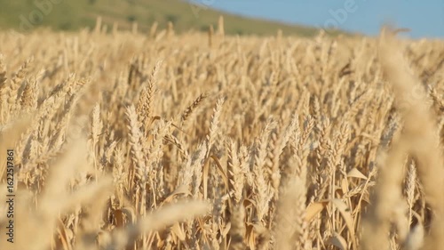 Rural wheat field at sunset. Wind slightly moves ripe golden wheat ears. Wheat ready for harvest will soon be cut and threshed. Cereal crop farming in countries with fertile soil and suitable climate.