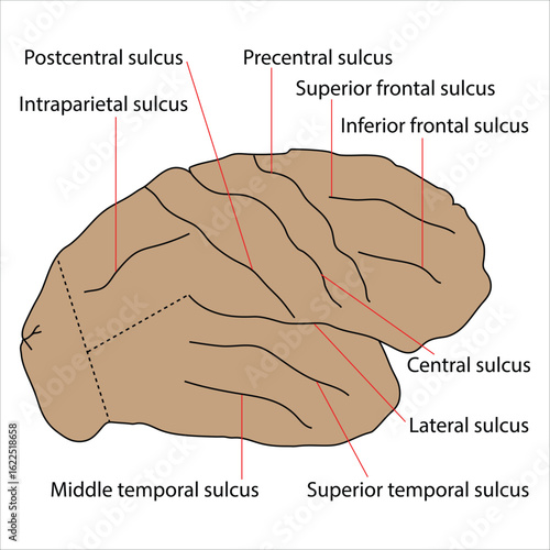 Superolateral surface of cerebrum - Sulci diagram