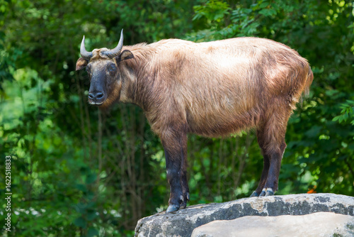 Mishmi Takin Standing on Top of a Rock