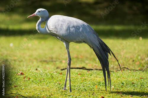 Closeup Portrait of a Blue Crane – South Africa’s National Bird