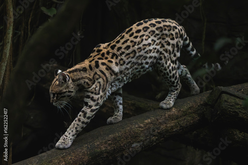 Ocelot Walking Down a Fallen Tree in the Rainforest