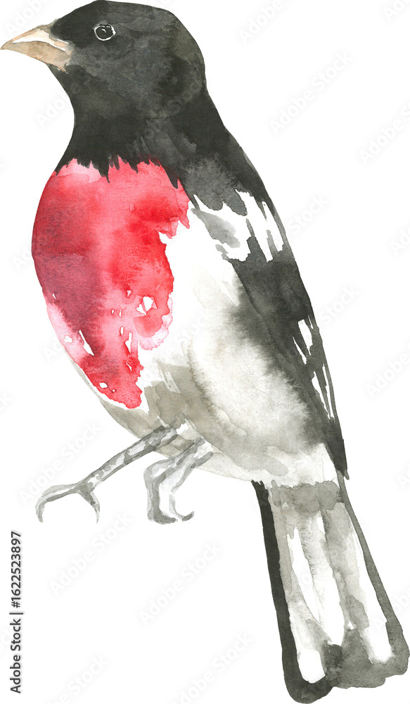 Fototapeta premium Red and Black Bird Grosbeak Wildlife Watercolor Clipart PNG