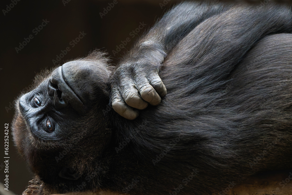 Obraz premium Closeup of a Female Gorilla with Crossed Arms Lying on Her Back