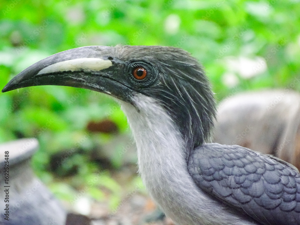 Obraz premium close up of a bird of prey