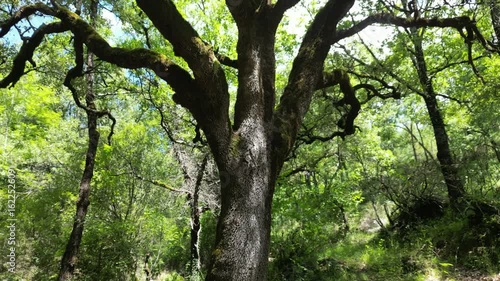 Big and old tree with beautiful branches inside a light green  forest