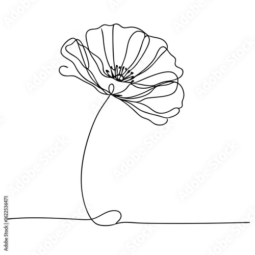 Single line drawing of a beautiful poppy on a plain white background  