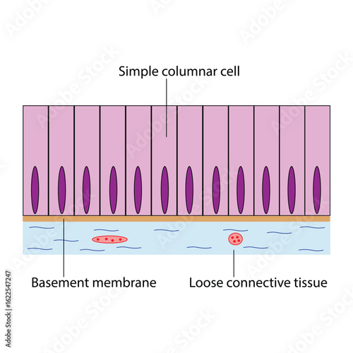 Simple Columnar Epithelial Tissue Diagram