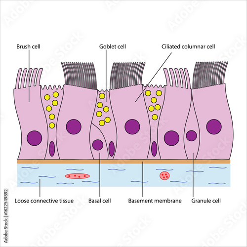 Pseudostratified ciliated columnar Epithelial Tissue Diagram with Cell Types