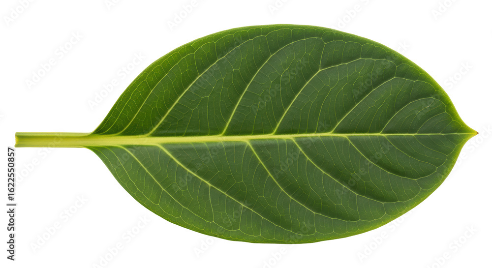 Obraz premium Isolated Green Leaf