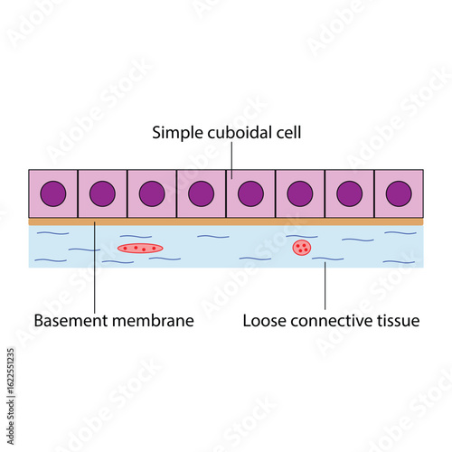 Simple Cuboidal Epithelium Diagram