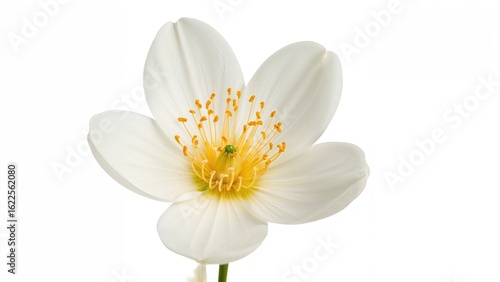 Close-up of an orange blossom with white petals and yellow stamens, isolated on a white background.