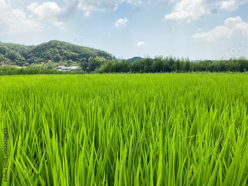 Nature　自然