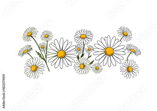 Beautiful composition of hand-drawn daisy flowers. Botanical sketch of chamomile blossoms representing spring and simplicity.