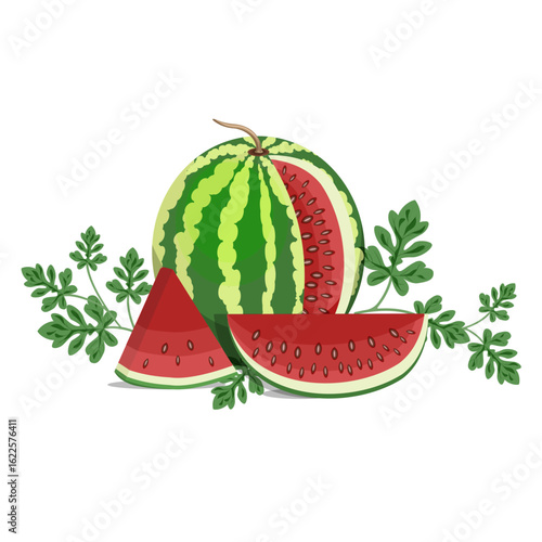 Watermelon still life,vector composition of a whole watermelon, slices and watermelon leaves.