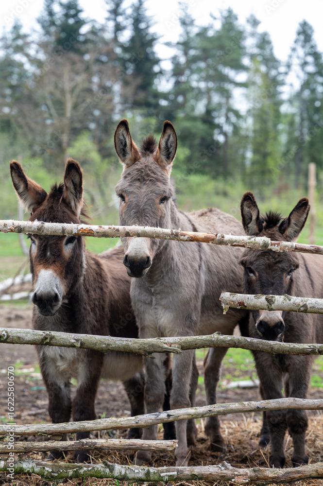 Fototapeta premium donkey and foal