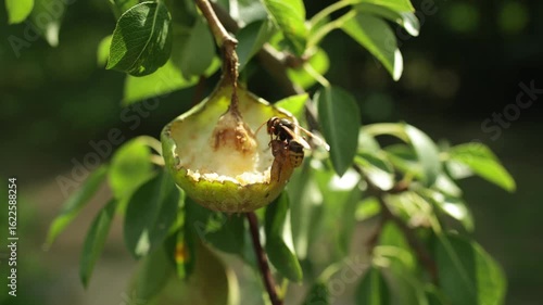 European hornet, Vespa crabro, eating pear