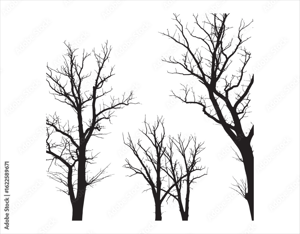 Obraz premium Trees Without Foliage