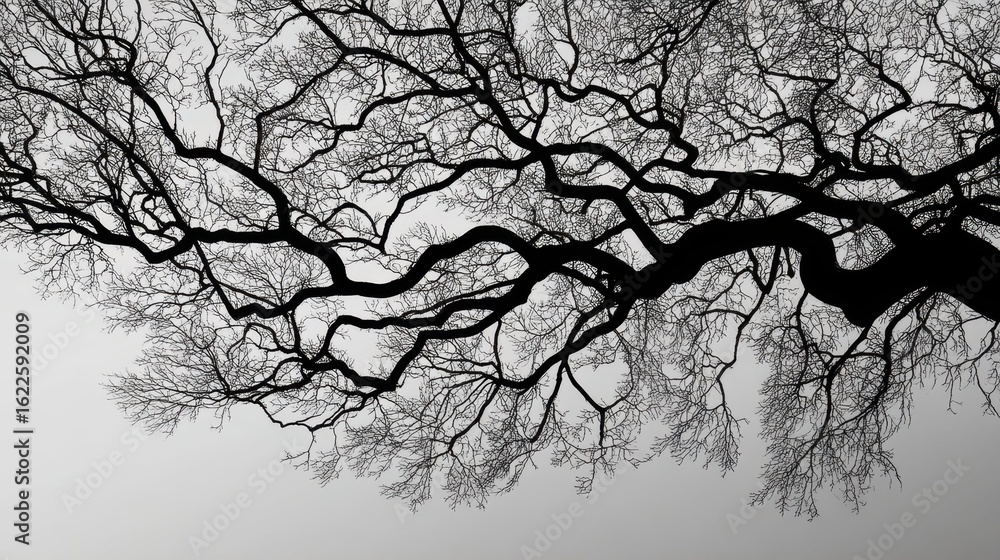 Fototapeta premium Black and White Silhouette of Tree Branches Against a Soft Background