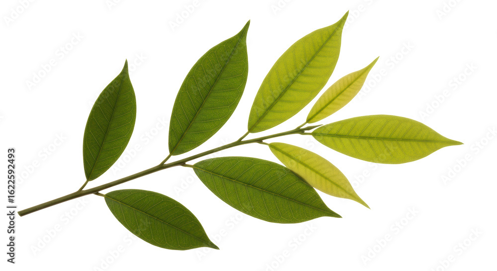 Fototapeta premium Isolated Leaves on Branch