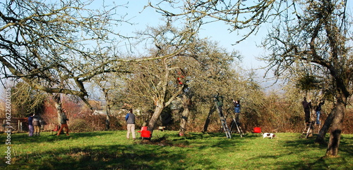 People pruning trees in an orchard