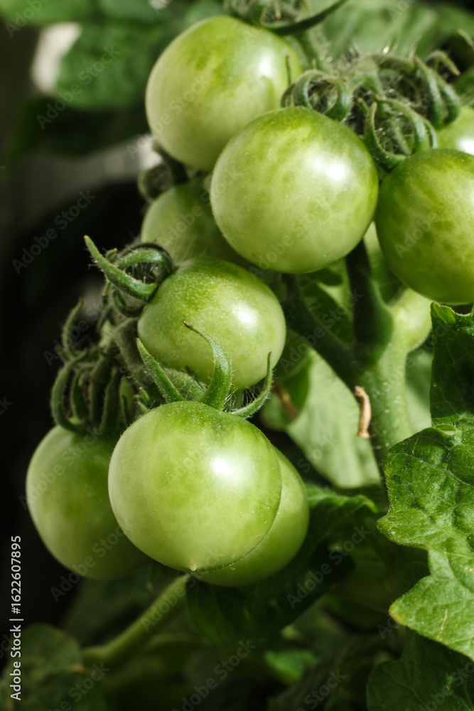 Fototapeta premium Green tomatoes growing on a branch in a greenhouse. Close-up.