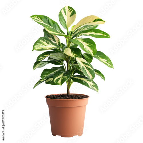 Variegated Plant in Pot: This image presents a vibrant variegated plant, with its striking green and white foliage, gracefully residing in a brown pot, offering a fresh breath of nature.