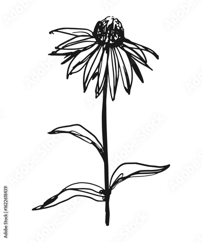 Echinacea medicinal plant sketch vector illustration isolated on white background for essential oil and herbal tea packaging designs.