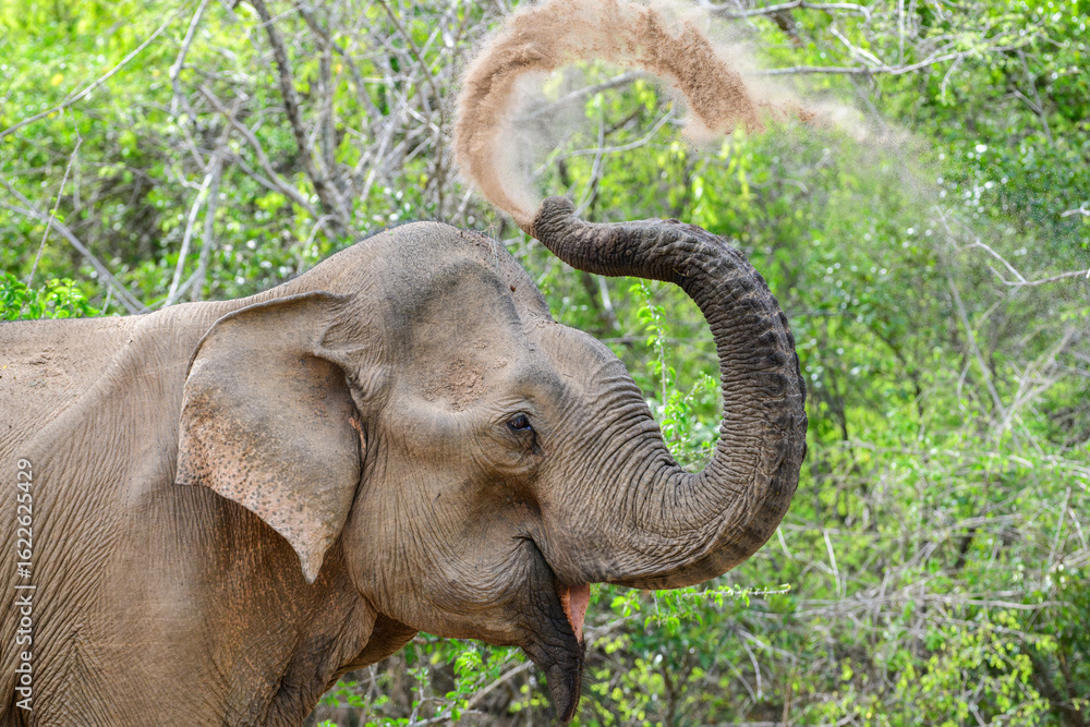 Obraz premium Elephant sand bath, spraying sand over its back with its trunk, sand flying through the air above its head