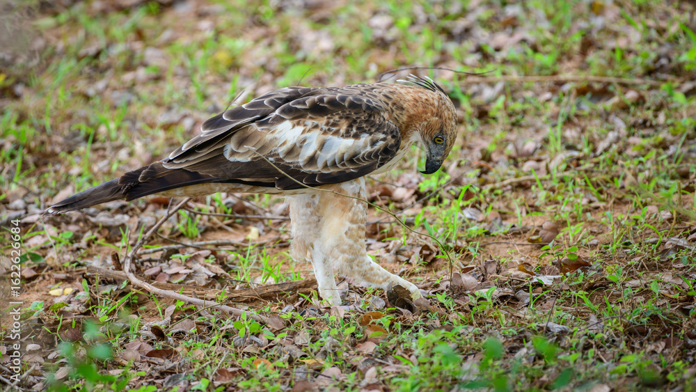 Fototapeta premium Eagle feeds on a dead animal on the forest floor at Yala National Park, Sri Lanka. 