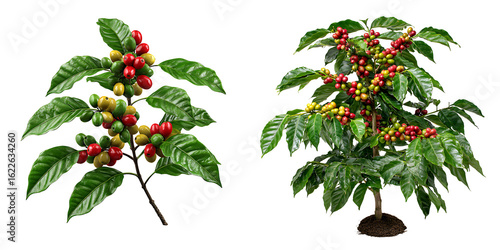 Set of coffee trees with ripe berries and green leaves, isolated on a transparent background.