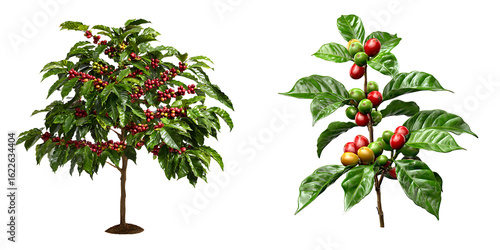 Set of coffee trees with ripe berries and green leaves, isolated on a transparent background.