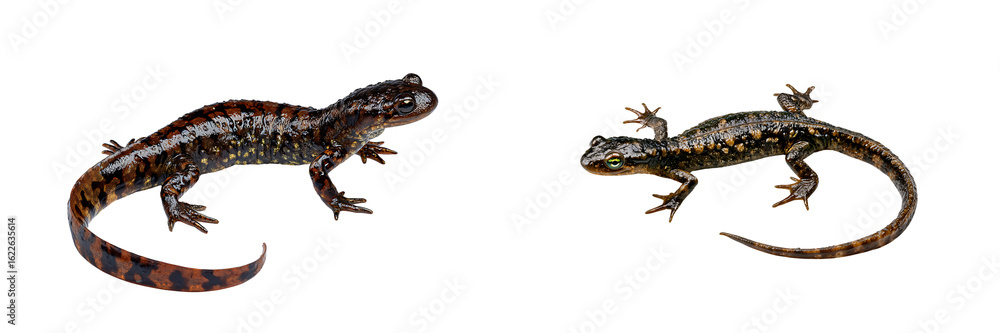 Fototapeta premium Set of colorful salamanders in different poses, isolated on a transparent background.