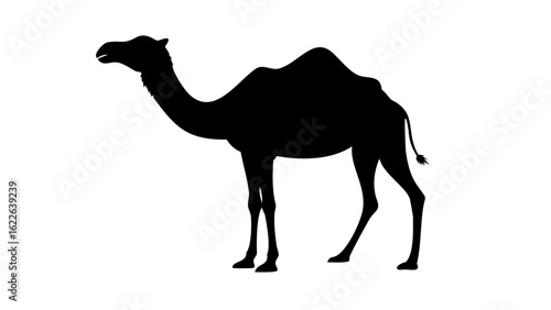 Silhouette of a dromedary camel standing on a white background showing its distinctive hump and long neck